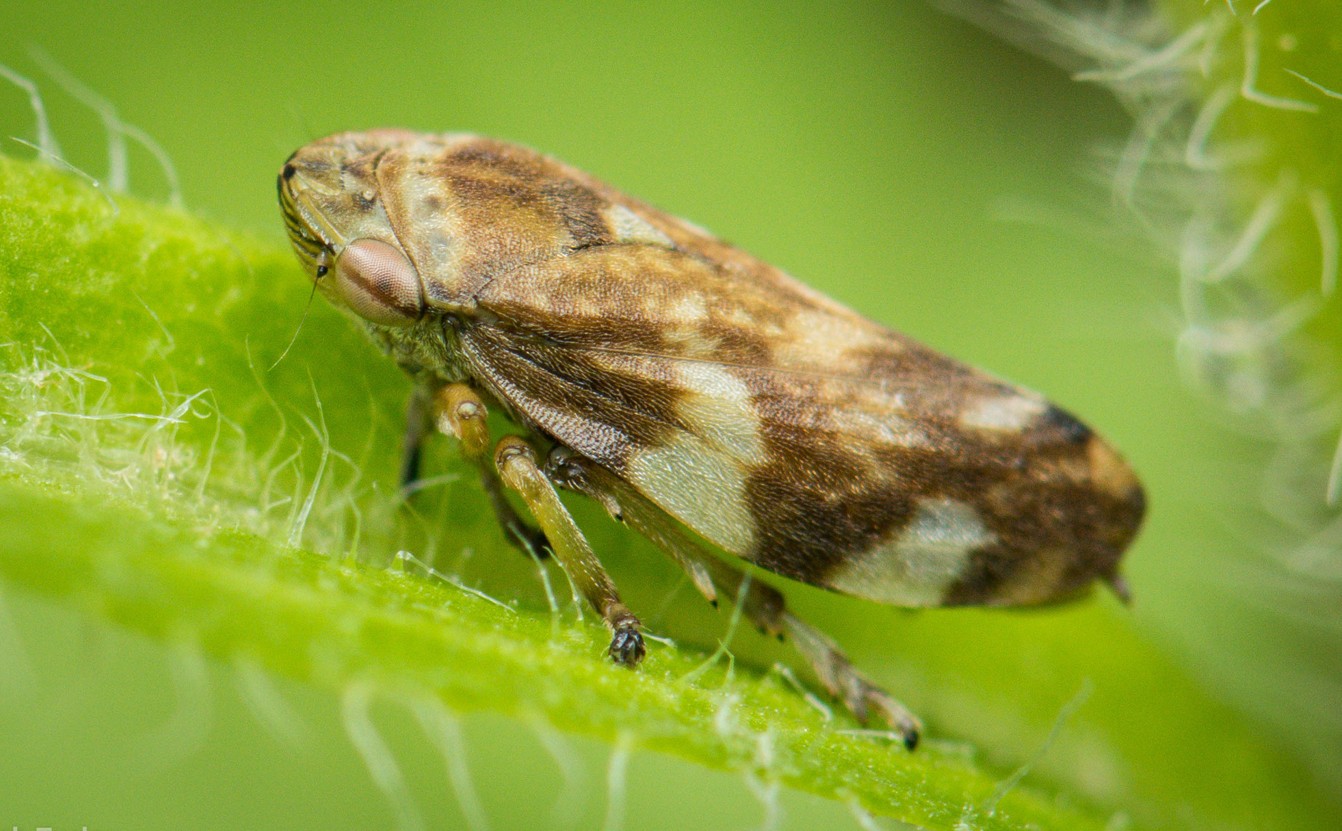 Wiesenschaumzikade: Die Nymphen entwickeln sich in einem von den Weibchen produzierten Schaum, der selbst Regen standhält. © Gernot Kunz Wiesenschaumzikade: Die Nymphen entwickeln sich in einem von den Weibchen produzierten Schaum, der selbst Regen standhält.
