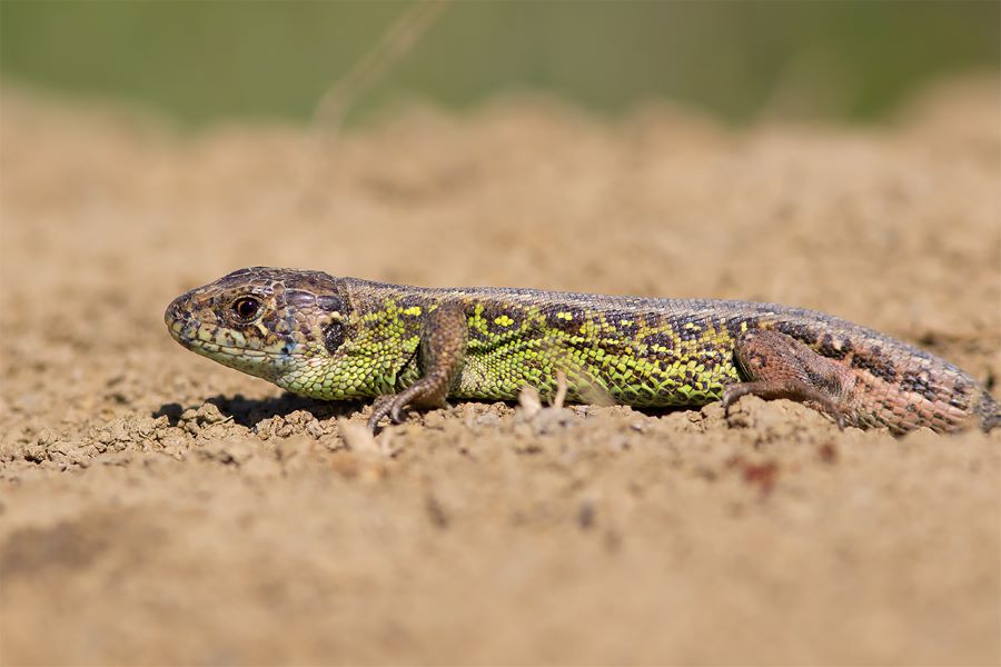 Zauneidechse © Andreas Tiefenbach Zauneidechse