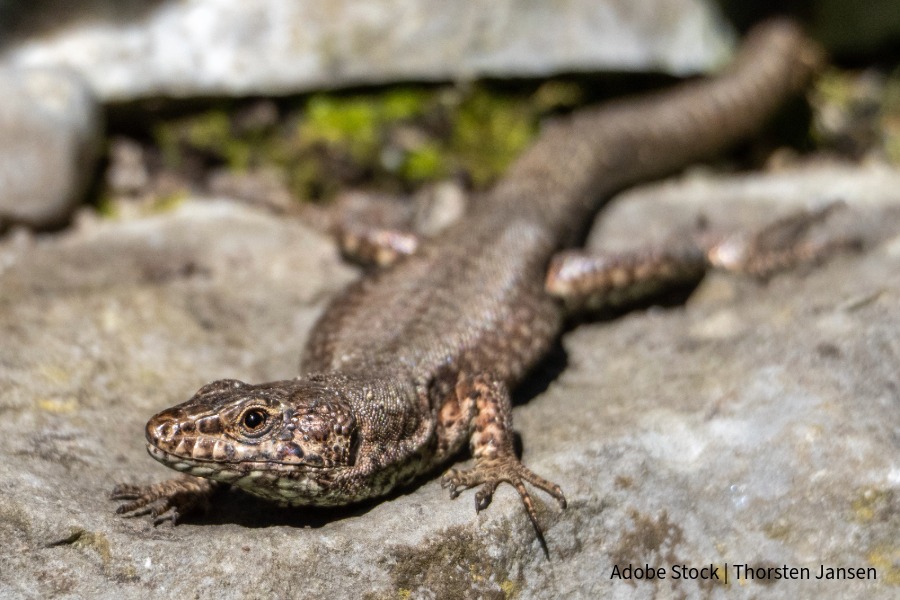 Mauereidechse © Adobe Stock_Thorsten Jansen Mauereidechse