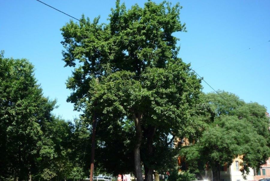 Klimafitte Stadtbäume, z.B. Feldahorn
