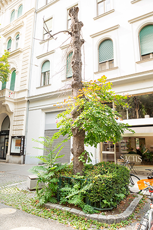 Baumsterben. Einige Exemplare zeigen, wie die düstere Zukunft ohne Umgestaltung aussehen würde, © Stadt Graz/Fischer Baumsterben. Einige Exemplare zeigen, wie die düstere Zukunft ohne Umgestaltung aussehen würde,