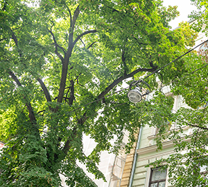 Das Wunder Baum ... © Stadt Graz/Fischer Das Wunder Baum ...