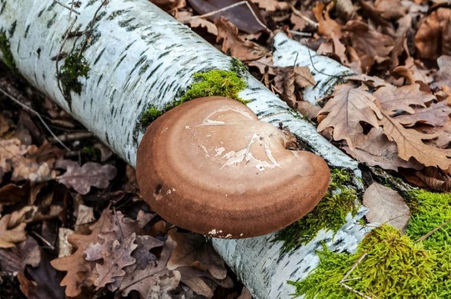 Baumpilz auf Birkenstamm mit Moos und Herbstlaub im Wald