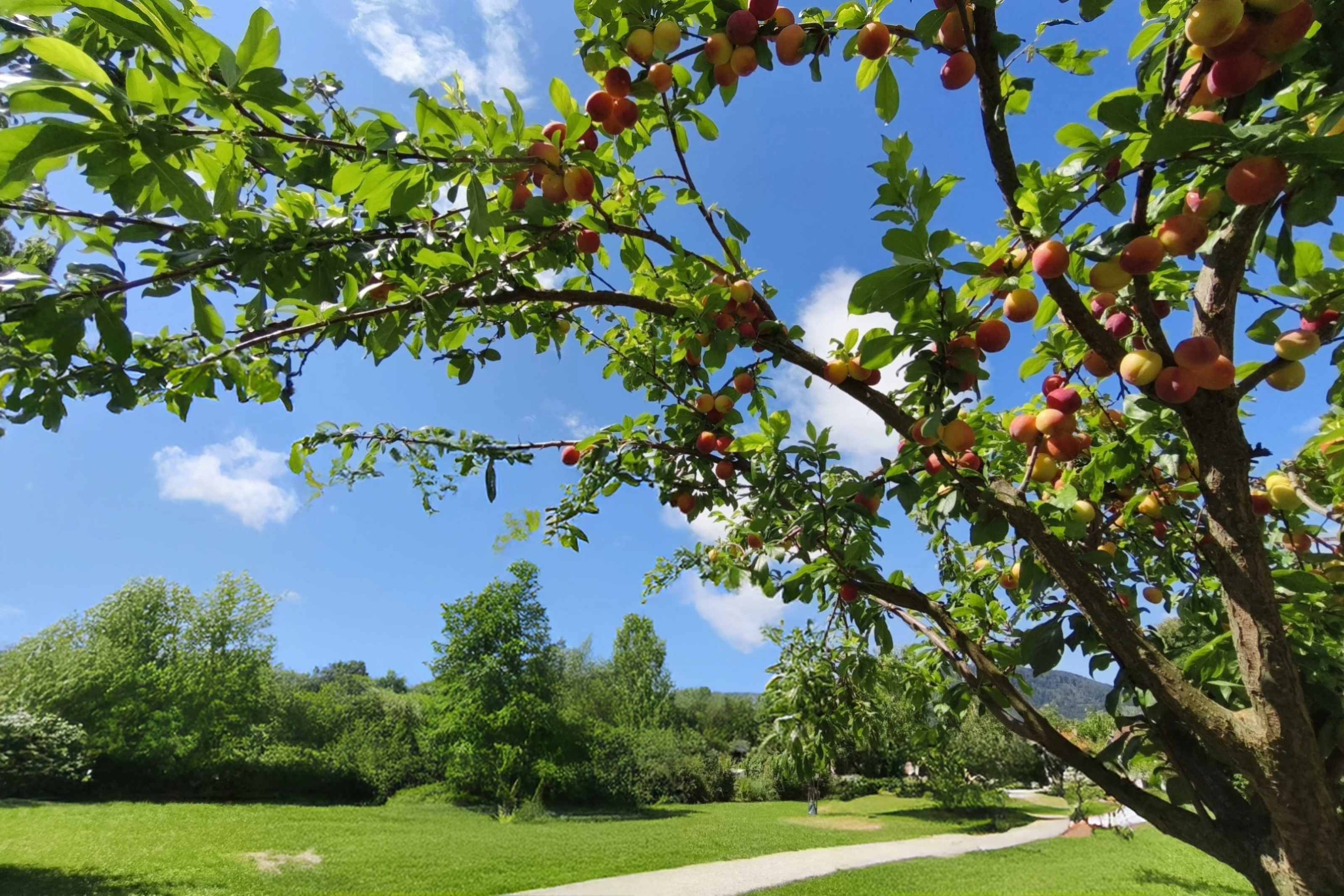 Obstbaum © Stadt Graz/Preinknoll, bearbeitet mit KI Obstbaum