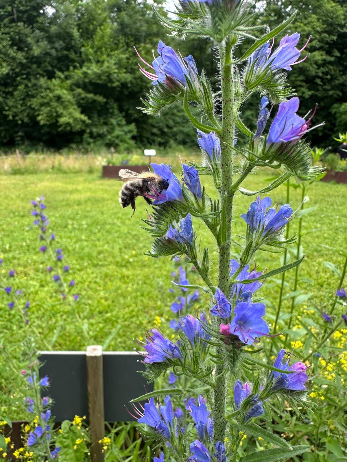 Nahrung für Insekten © Natur.Werk.Stadt Nahrung für Insekten