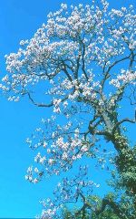 Blauglockenbaum © Abteilung für Grünraum und Gewässer Blauglockenbaum