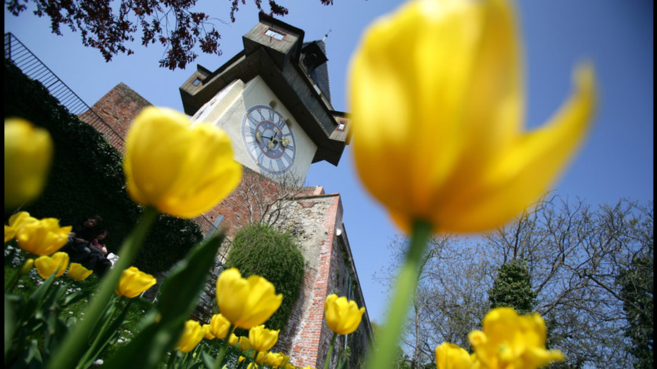 Tulpen am Fuße des Schloßbergs